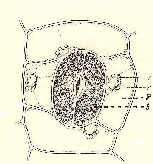 Ryc. 4. Leukoplasty w komórkach przyszparkowych liścia trzykrotki.