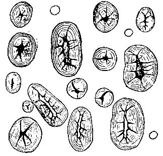 Ryc. 10. Skrobia fasolowa (wg 2) Materiał 6: ziarniak kukurydzy zwyczajnej - Zea mays L., rodz. Poaceae (Gramineae) Wiechlinowate (Trawy). Preparat: jak wyŝej. Obserwacje.