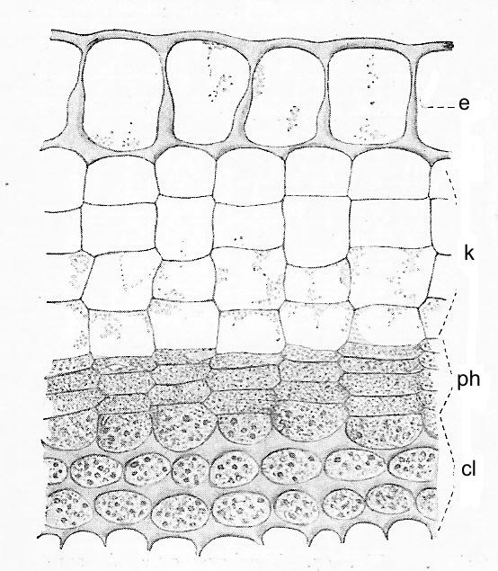 Ryc. 33. Peryderma w łodydze bzu czarnego, e - skórka, cl - kolenchyma płatowa, k - korek, ph - felogen i feloderma (wg 37) Rysunek: odrysowujemy spod duŝego powiększenia opisane wyŝej tkanki.