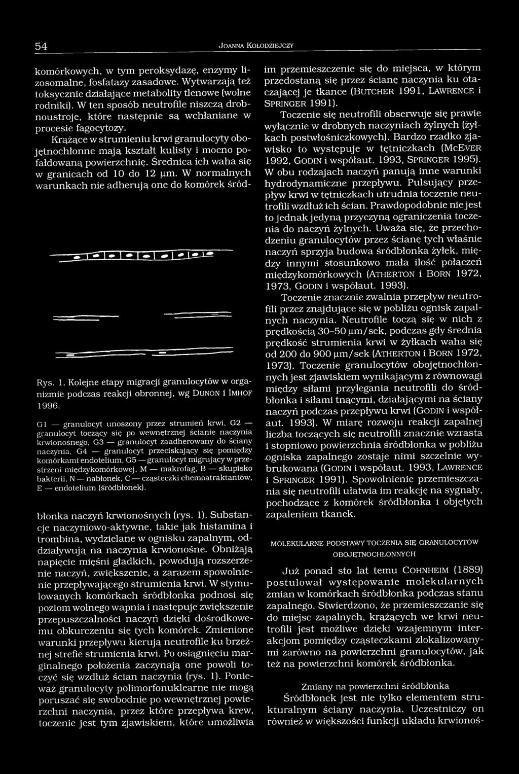Krążące w strumieniu krwi granulocyty obojętnochłonne mają kształt kulisty i mocno pofałdowaną powierzchnię. Średnica ich waha się w granicach od 10 do 12 pm.