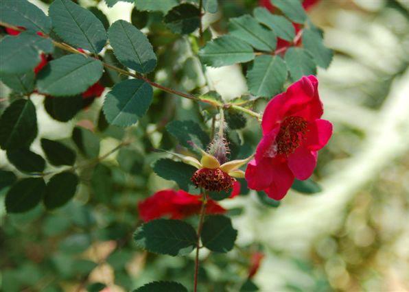 Rosa moyesii ne Rosa rugosa L. w pobliżu orzechów ajlantolistnych pochodzą z nasadzeń przedwojennych.