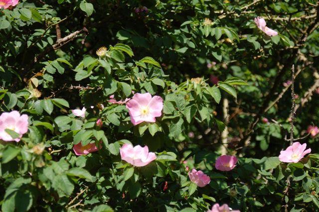 sina Rosa glauca Pourr. Rosa hugonis Hemsl. Rosa multibracteata Hemsl. et Wils. r.