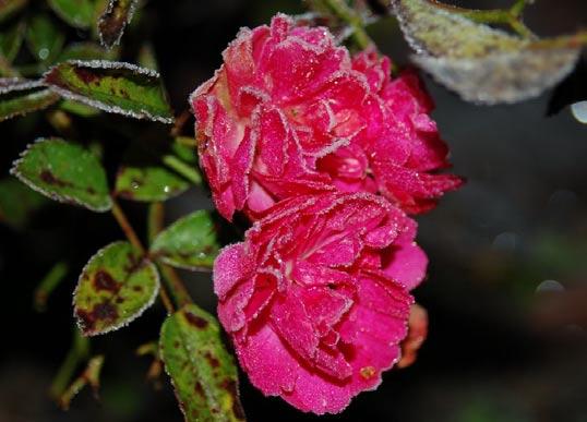 r. jabłkowa Rosa villosa L. Rosa vosagiaca Desp. r. Woodsa Rosa woodsii Lindl. r. damasceńska Rosa x damascena Mill.