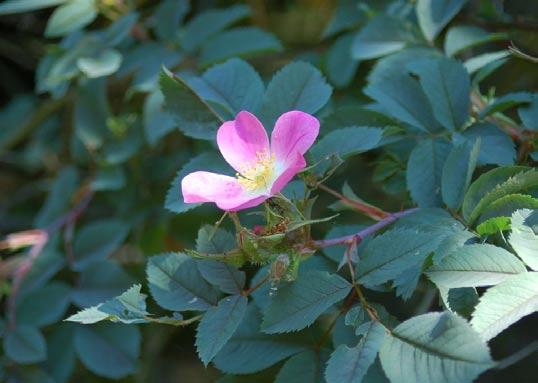 Rosa