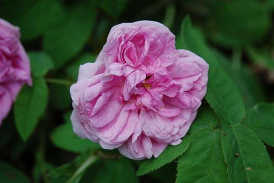 cyprysowce Leylanda.
