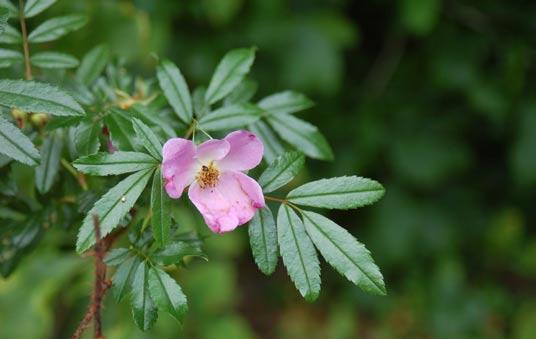 Rosa virginiana W latach 2000-2003 realizowano projekt pod nazwą Zagospodarowanie mokradeł i wzgórza dofinansowany przez WFOŚ i
