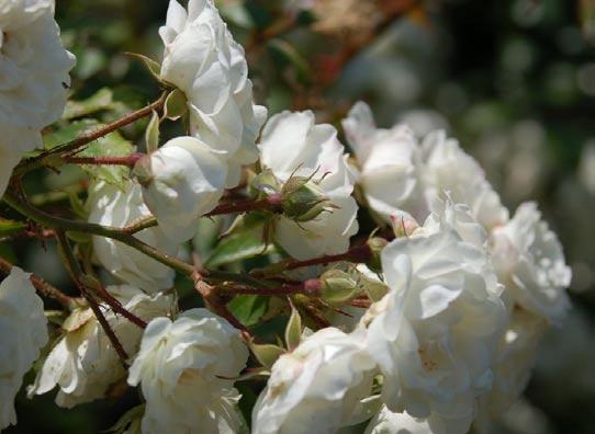 róża igiełkowata Rosa acicularis Lindl. oraz róża stulistna Rosa centifolia L.