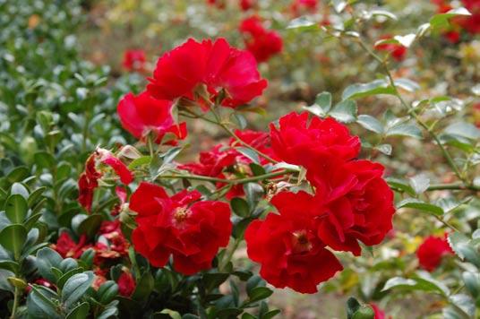 Rosa Allgold Rosa Muttertag róża francuska oraz róża błotna Rosa palustris Marsh. Rok później dosadzono jeszcze w donicach na balkonie pnącą różę Elfe oraz miniaturową Biedermeier.