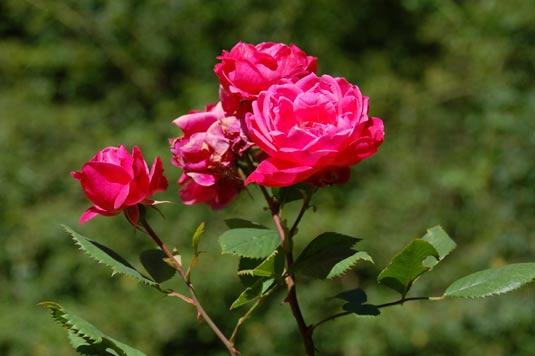 Dlatego kiedy w 2010 roku szkółka Dream Rose z Kłodzina ofiarowała kilka egzemplarzy, posadzono je właśnie w tej części parku.