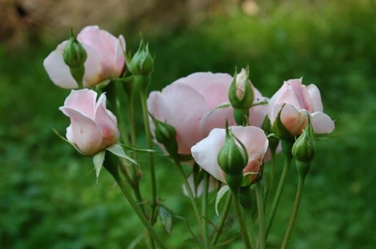 Rosa Lavender Dream Rosa Bernstein Rose magający okrywania na zimę oraz Tuscany o bardzo ciemnych kwiatach (inne jej nazwy to: Old Velvet Rose, Black Tuscany, Old Tuscan), polska odmiana Chopin,