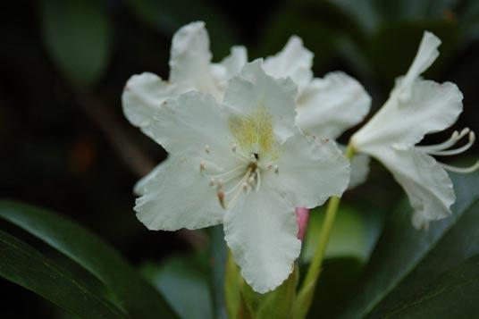 Różanecznik żółty (Rhododendron luteum) Jedną z najbardziej popularnych odmian jest mieszaniec z gatunku różanecznika kaukaskiego (Rh. caucasicum Pall.
