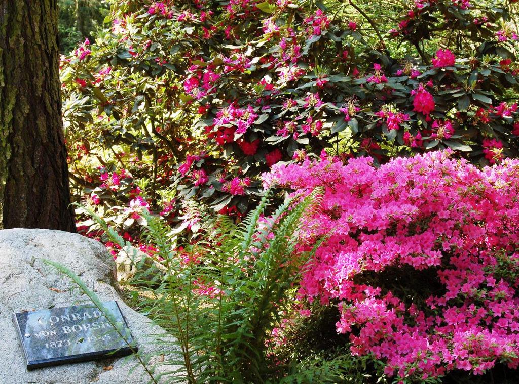 Rhododendron Nordlicht Karłowa