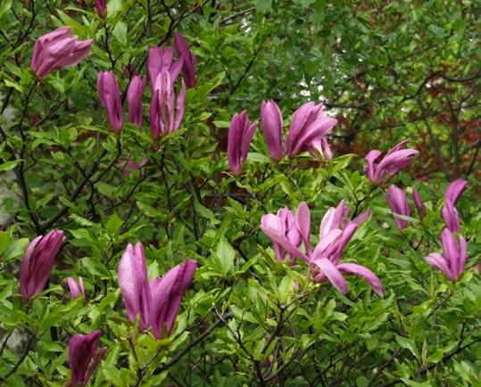 Fot. 10. Magnolia Susan Fot.