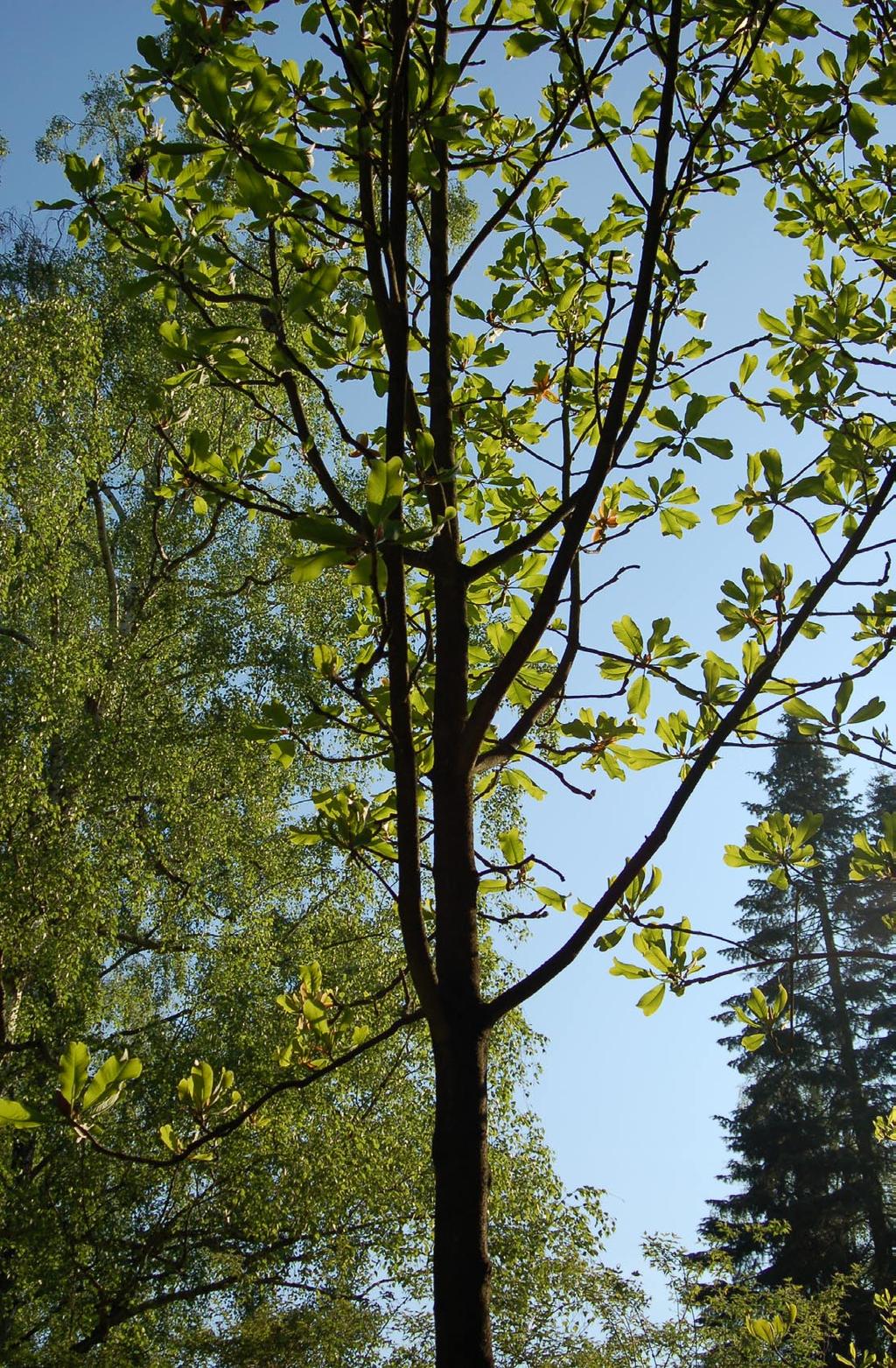 Magnolia lekarska w Przelewicach 42 Ogród