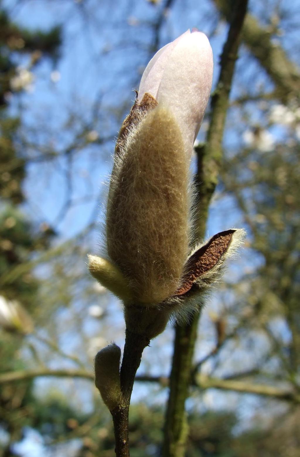 Początek kwitnienia magnolii Ogród