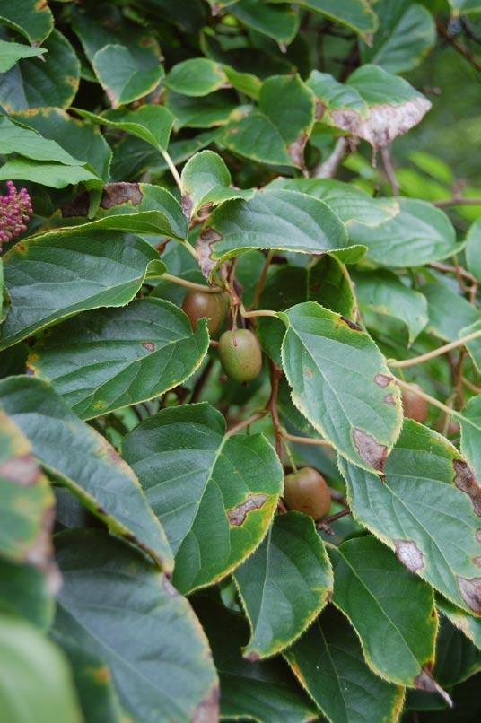 Fot. 2. Aktinidia pstrolistna (fot. G. Nowak) Fot. 1. Aktinidia ostrolistna (fot. G. Nowak) wania. Wytrzymują mrozy do około -25 C.