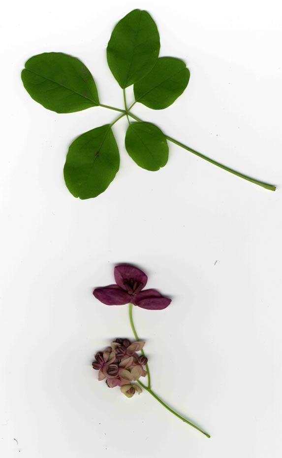 Akebia pięciolistkowa (Akebia quinata (Houtt.