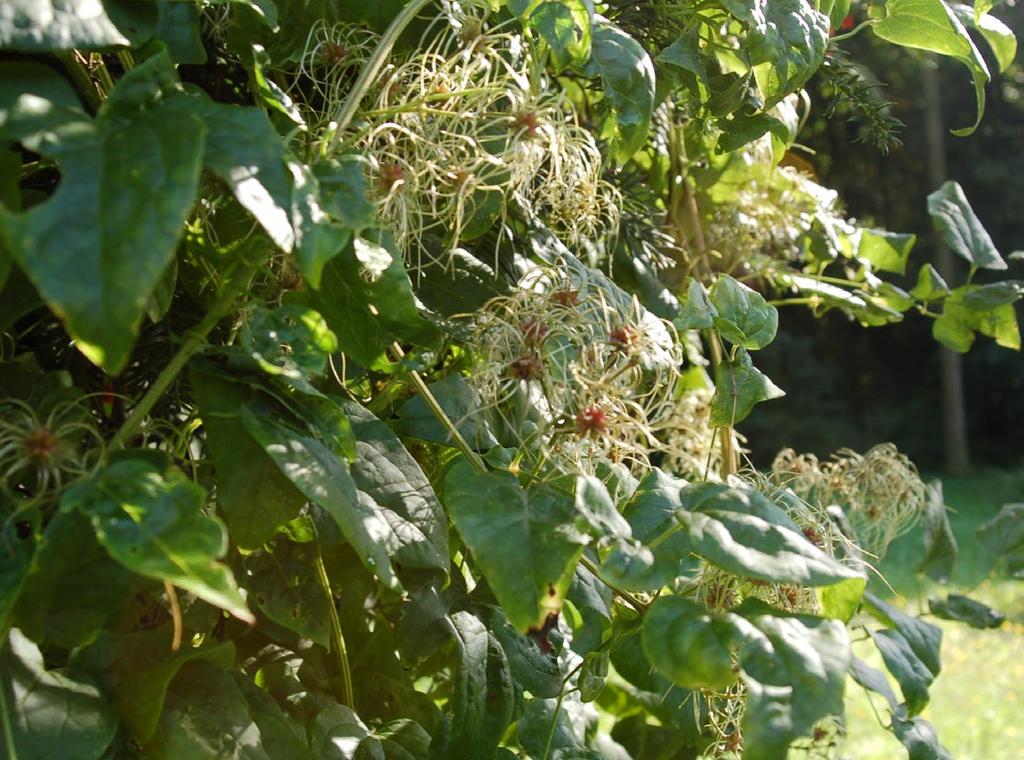 Powojnik pnący (Clematis