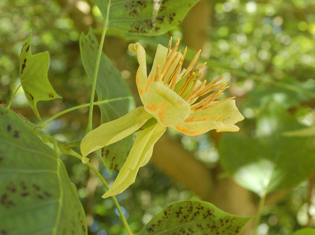 Tulipanowiec Magnolia