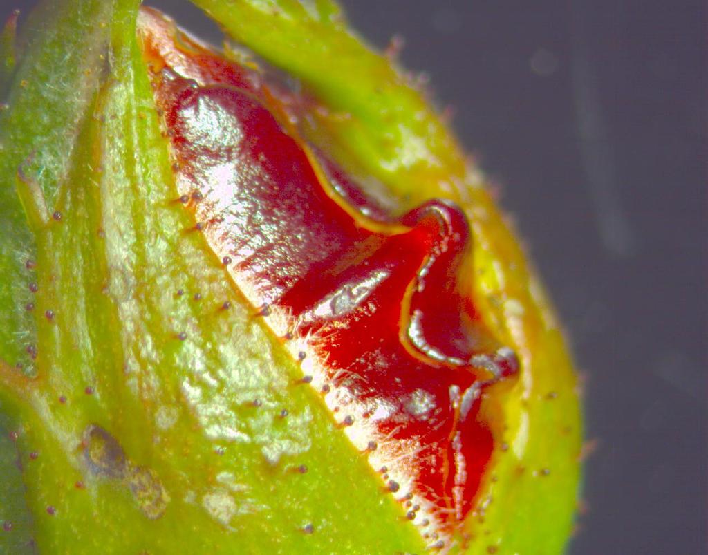 Dendrologiczny w