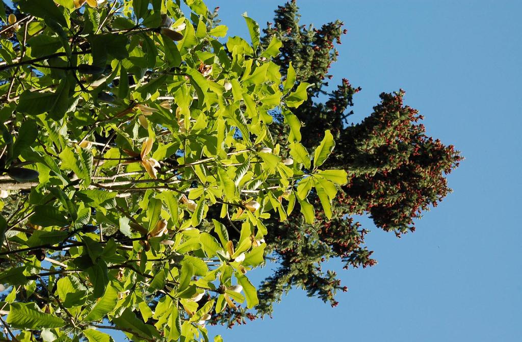 Kwitnienie magnolii lekarskiej i świerka Engelmanna