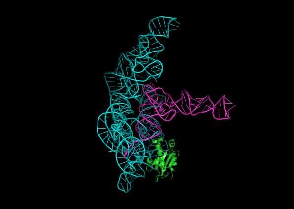 RNase P