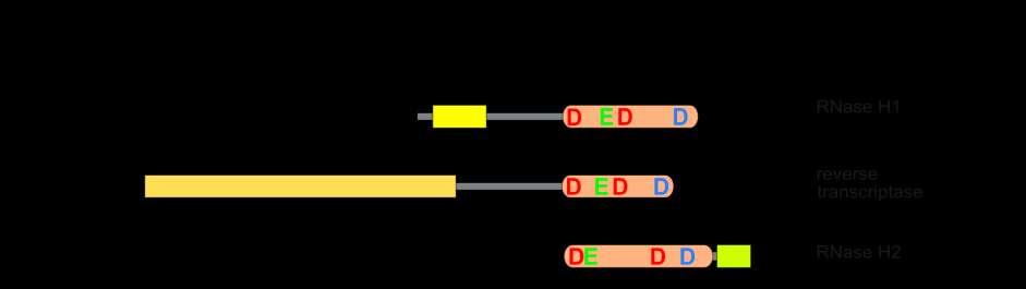 Mg 2+, Mn 2+ Ca 2+...DDDDRRRRDDDD......DDDDDDDDDDDD......DDDDRRRRDDDD......DDDDDDDDDDDD... Type 1 Type 2.