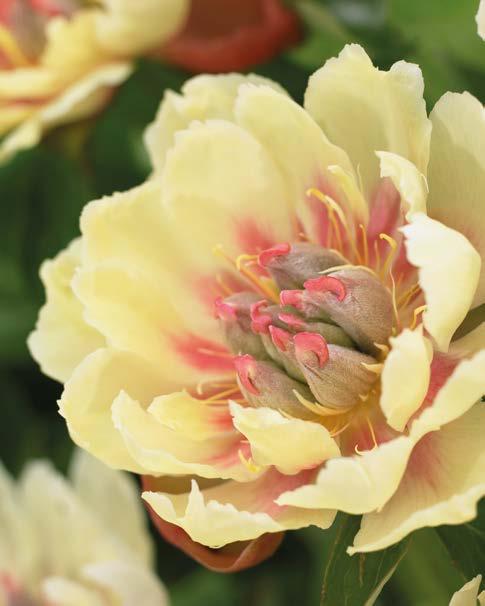 zł V-VI 60-100 cm 60-70 cm 7 cm Piwonia "Paeonia" Honey Gold Nr 241012-1 opakowanie (1 Kłącze 2/3 Oczka)