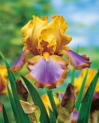 8,30 zł V-VI 50 cm 5 cm 60 cm Kosaciec bródkowy "Iris Germanica" Earl of Essex Nr 221366-1 opakowanie (1