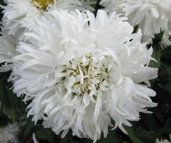 Tylko u nas Czosnek Niedźwiedzi "Allium Ursinum" Nr 241027-1 opakowanie (2 Sadzonki
