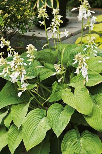 9,60 zł 100-120 cm Funkia "Hosta" Albomarginata Nr 121043 - opakowanie (1 sadzonka