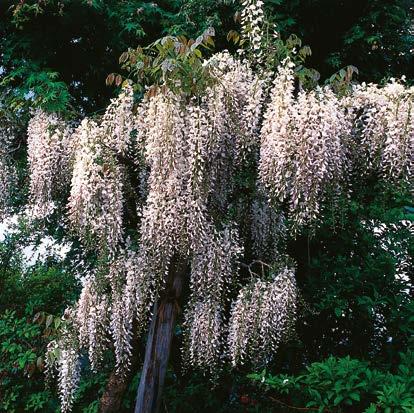 Wisteria Biała "Wisteria sinensis 'Alba'" Nr 241037-1