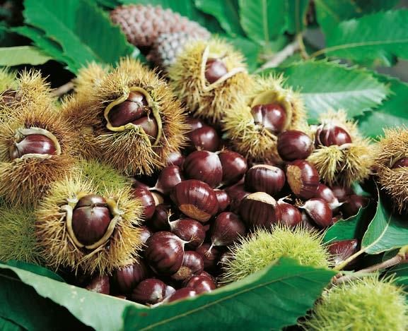 Kasztan Jadalny Castanea satuva" Nr 241040-1 opakowanie (1