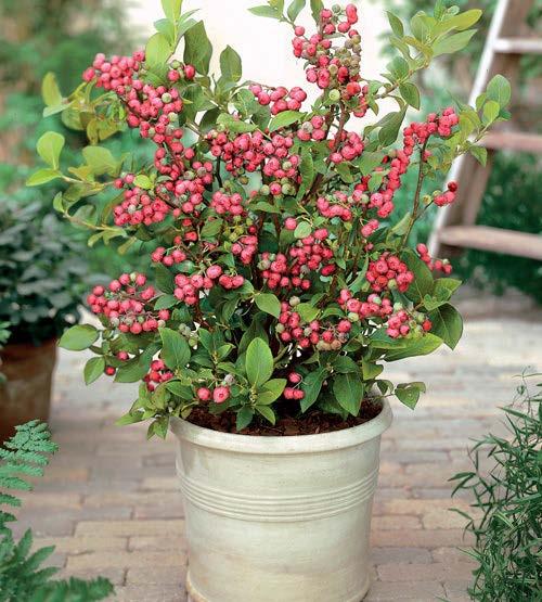(okryte) 20 cm 60 cm Borówka Amerykańska Pink Lemonade Nr