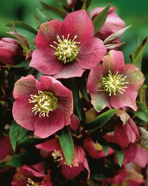 Ciemiernik Helleborus" Niger Nr 121015-1 opakowanie (1 sadzonka korzeniowa) 9,70 zł II-III 8-30