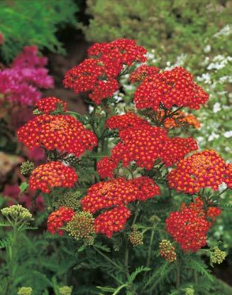 opakowanie (1 sadzonka korzeniowa) 4,70 zł VI-IX 80 cm Krwawnik "Achillea" Red Velvet Nr