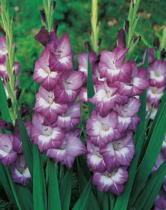 12/14) - 39,90 zł Mieczyk "Gladiolus" Blue Tropic Nr 121144-1 opakowanie (5 Cebul