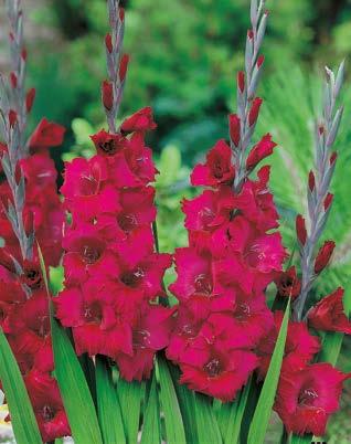 "Gladiolus" Nova Lux x5 Mieczyk "Gladiolus" Peter Pears x5 Mieczyk "Gladiolus"