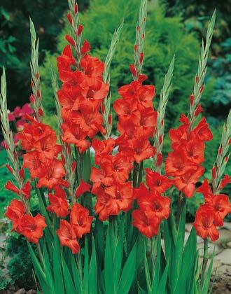 opakowanie (5 Cebul 12/14) 3,50 zł Mieczyk "Gladiolus" Petrs Pears Nr 121152-1