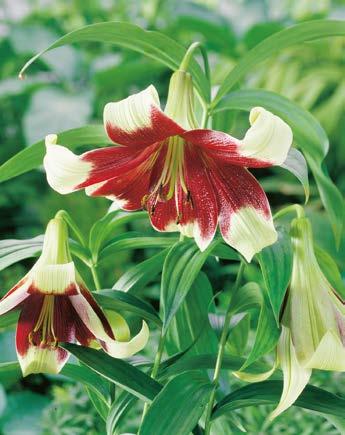 LO 60 cm VII-VIII 15 cm Lilia "Lilium" Landini Nr 121105-1