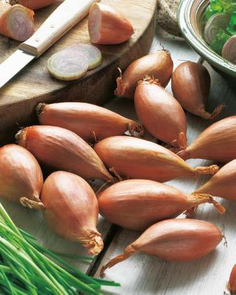 Cebula Dymka "Allium Cepa" Szalotka 250 g Nr 241025-1 opakowanie - 4,70 zł Cebula