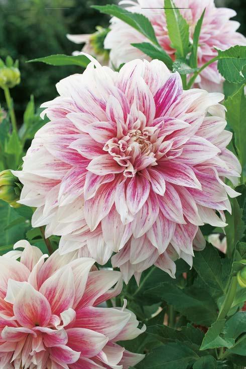 Dalia Dahlia Duet Nr 121026-1 Opakowanie (1 Bulwa)