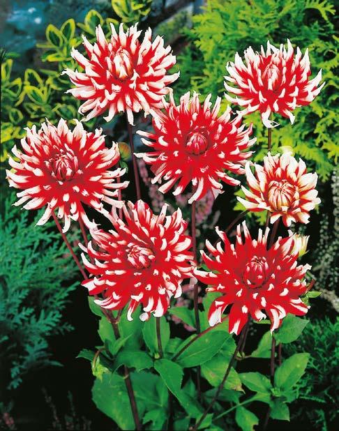 Dahlia Ice Cube Nr 221349-1 opakowanie (1 Bulwa) 7,10