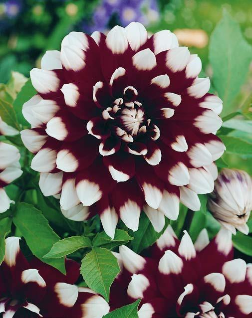 Dahlia Friquolet Nr 12102t - 1 Opakowanie (1 Bulwa)
