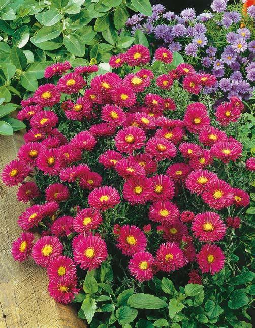 zł VIII-X 30-50 cm 15 cm Aster Jenny Nr 121007-1