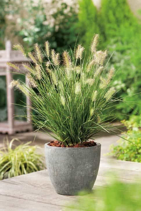 Trawa Ozdobna "Pennisetum" Karley Rose Nr 241014-1 Opakowanie (1 Sadzonka korzeniowa) 16,00 zł 60-1 20 cm 50 cm Trawa