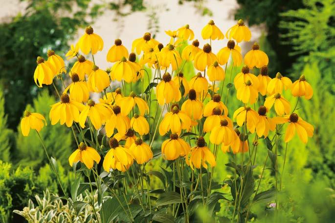 cm 120 cm Rudbeckia Herbstonne Nr 221389-1 opakowanie (sadzonka korzeniowa z