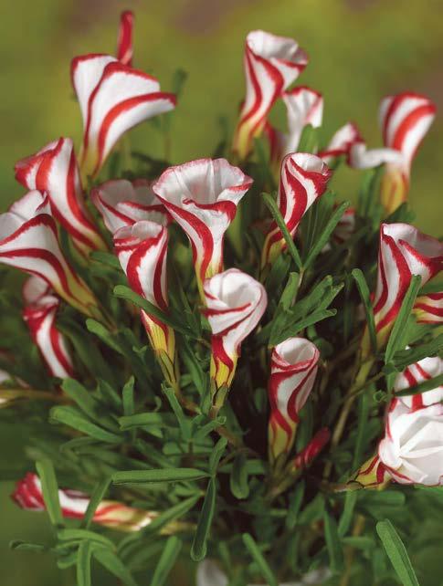 Mieczyk "Gladiolus" Velvet Eyes Nr 221355-1 opakowanie (5 Cebul 12/14) - 4,90
