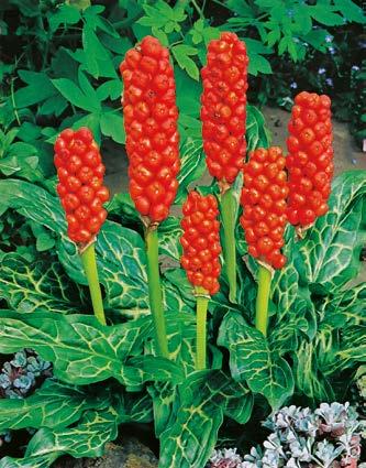Obrazek Włoski Arum Italicum Nr 121160-1 Opakowanie (2 Sadzonki korzeniowe) 11,70
