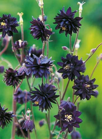 Orlik Aquilegia Barlow Black Nr 121161-1 Opakowanie (2 Sadzonki korzeniowe) 6,90